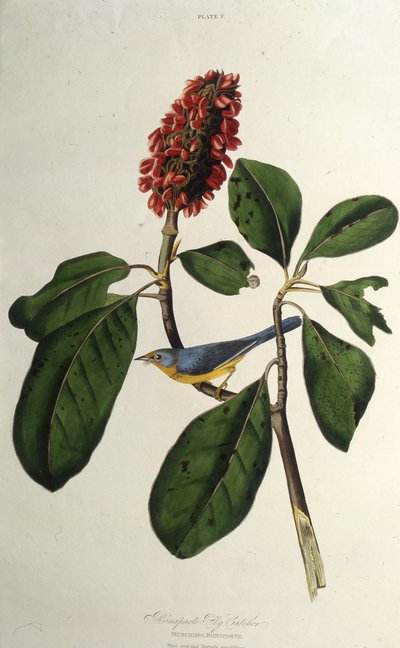 Lasówka kanadyjska. Z Ptaków Ameryki, 1827-1838. autorstwa John James Audubon