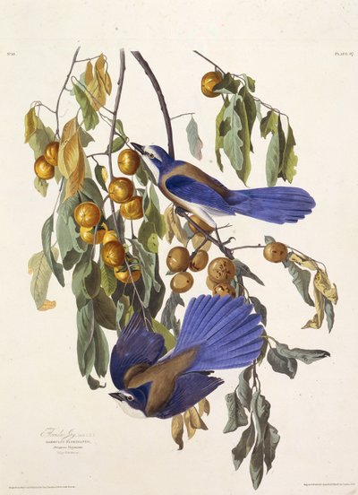 Sójka z Florydy. Z Ptaków Ameryki, 1827-1838. autorstwa John James Audubon