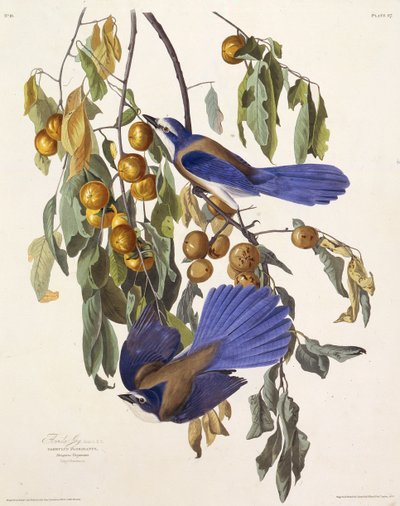 Sójka z Florydy. Z Ptaków Ameryki, 1827-1838. autorstwa John James Audubon