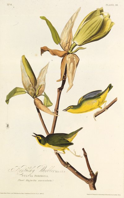 Pokrzewka z Kentucky. Z Ptaków Ameryki, 1827-1838. autorstwa John James Audubon