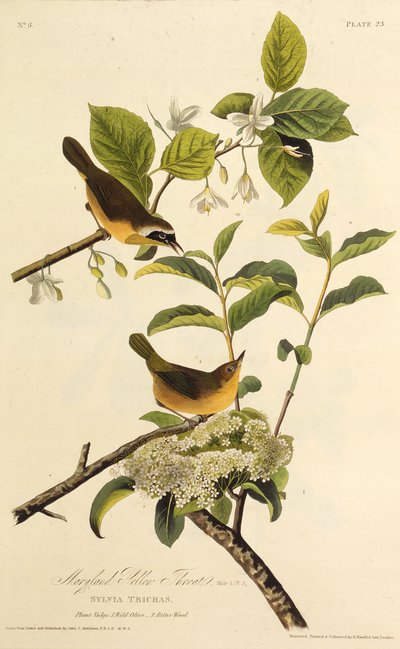Żółcień z Marylandu. Z Ptaków Ameryki, 1827-1838. autorstwa John James Audubon