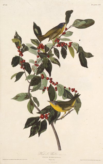 Gajówka z Nashville. Z Ptaków Ameryki, 1827-1838. autorstwa John James Audubon