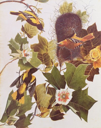 Wilga, z Birds of America autorstwa John James Audubon