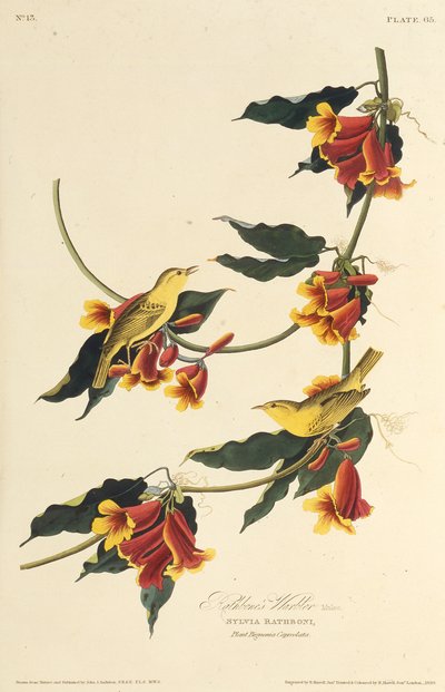 Pokrzewka Rathbone. Z Ptaków Ameryki, 1827-1838. autorstwa John James Audubon