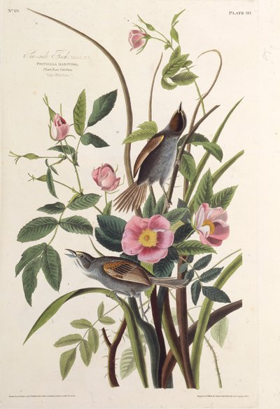 Dziwonia nadmorska. Z Ptaków Ameryki, 1827-1838. autorstwa John James Audubon