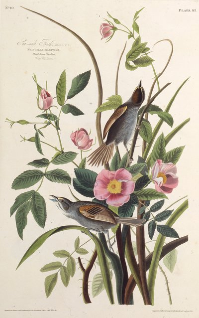 Dziwonia nadmorska. Z Ptaków Ameryki, 1827-1838. autorstwa John James Audubon