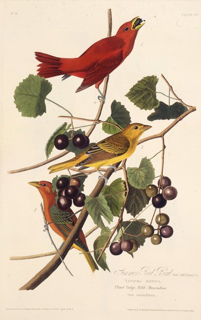 Letni Czerwony Ptak. Z Ptaków Ameryki, 1827-1838. autorstwa John James Audubon