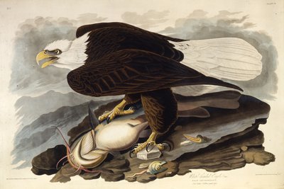 Bielik amerykański. Z Ptaków Ameryki, 1827-1838. autorstwa John James Audubon