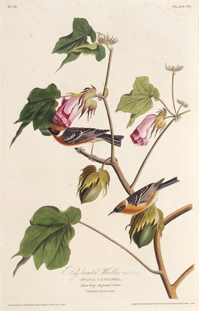 Lasówka gniady. Z Ptaków Ameryki, 1827-1838. autorstwa John James Audubon
