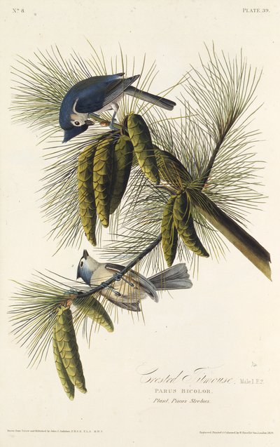 Sikorka czarnoczuba. Z Ptaków Ameryki, 1827-1838. autorstwa John James Audubon