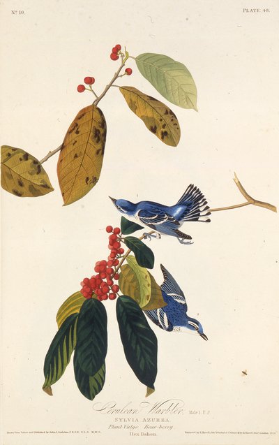 Pokrzewka błękitnolistna. Z Ptaków Ameryki, 1827-1838. autorstwa John James Audubon