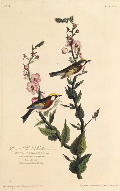 Gajówka kasztanowata. Z Ptaków Ameryki, 1827-1838. autorstwa John James Audubon