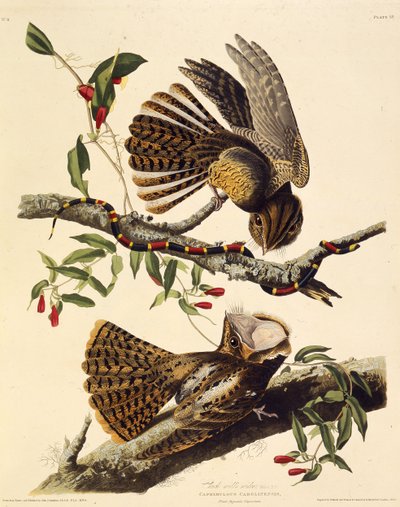 Chuck-wills-wdowa. Z Ptaków Ameryki, 1827-1838. autorstwa John James Audubon