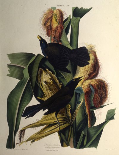 Wspólny Grackle. Z Ptaków Ameryki, 1827-1838. autorstwa John James Audubon