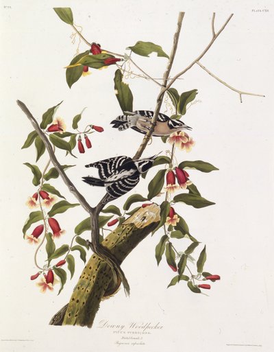 Dzięcioł kosmaty. Z Ptaków Ameryki, 1827-1838. autorstwa John James Audubon