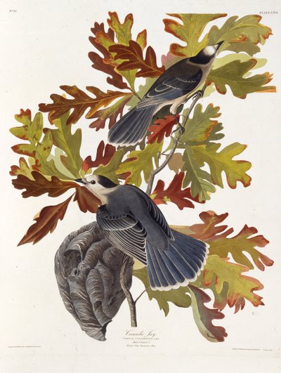 Sójka szara. Z Ptaków Ameryki, 1827-1838. autorstwa John James Audubon