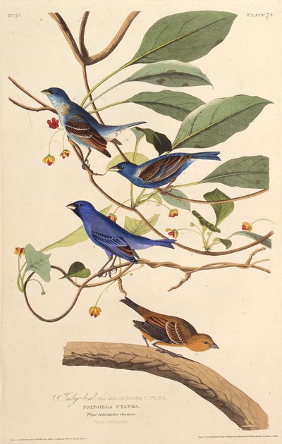 Indygoptaki. Z Ptaków Ameryki, 1827-1838. autorstwa John James Audubon