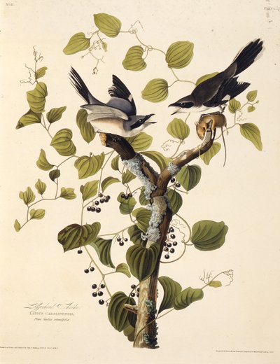 Karetta dzierzba. Z Ptaków Ameryki, 1827-1838. autorstwa John James Audubon