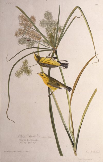 Lasówka preriowa. Z Ptaków Ameryki, 1827-1838. autorstwa John James Audubon