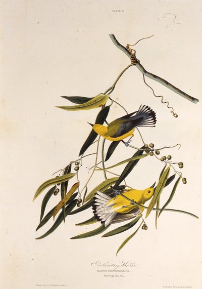 Gajówka protonotarna. Z Ptaków Ameryki, 1827-1838. autorstwa John James Audubon