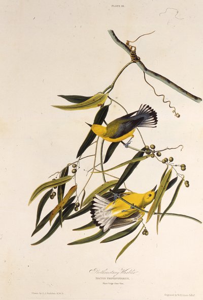 Gajówka protonotarna. Z Ptaków Ameryki, 1827-1838. autorstwa John James Audubon