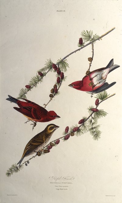 Fioletowy zięba. Z Ptaków Ameryki, 1827-1838. autorstwa John James Audubon