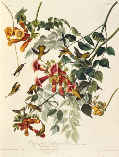 Koliber rubinowy. Z Ptaków Ameryki, 1827-1838. autorstwa John James Audubon