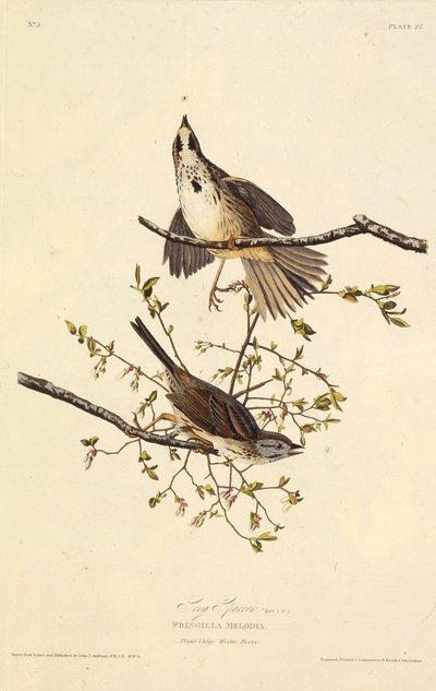 Wróbel pieśni. Z Ptaków Ameryki, 1827-1838. autorstwa John James Audubon