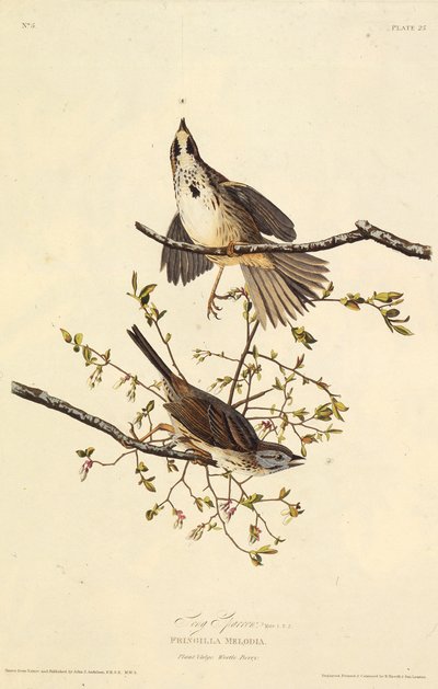 Wróbel pieśni. Z Ptaków Ameryki, 1827-1838. autorstwa John James Audubon
