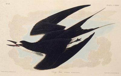 Rybitwa czarna. Z Ptaków Ameryki, 1827-1838. autorstwa John James Audubon