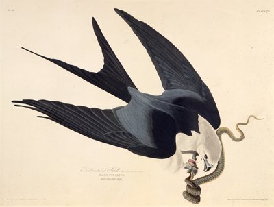 Latawiec z pazurem. Z Ptaków Ameryki, 1827-1838. autorstwa John James Audubon