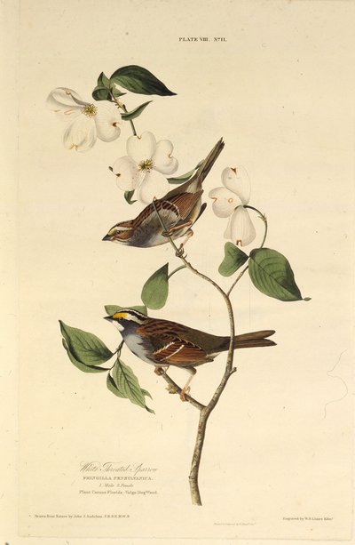 Wróbel białogardły. Z Ptaków Ameryki, 1827-1838. autorstwa John James Audubon