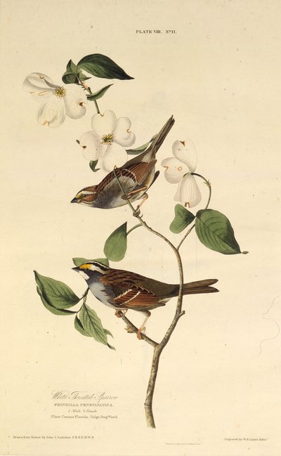 Wróbel białogardły. Z Ptaków Ameryki, 1827-1838. autorstwa John James Audubon