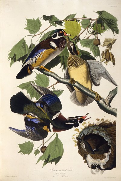 Kaczka z drewna. Z Ptaków Ameryki, 1827-1838. autorstwa John James Audubon