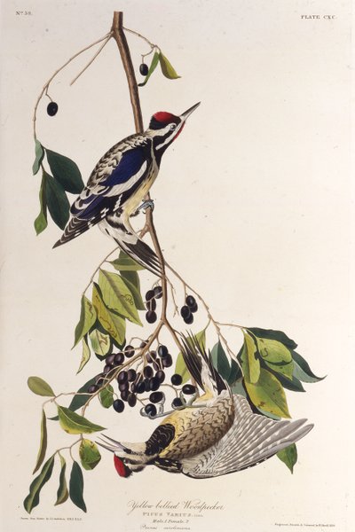 żółtobrzuchy. Z Ptaków Ameryki, 1827-1838. autorstwa John James Audubon