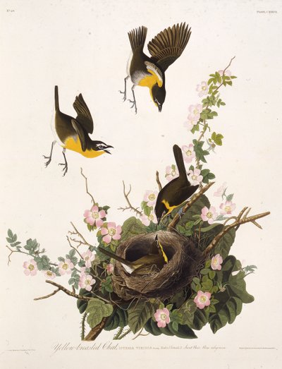 Pogawędka o żółtych piersiach. Z Ptaków Ameryki, 1827-1838. autorstwa John James Audubon
