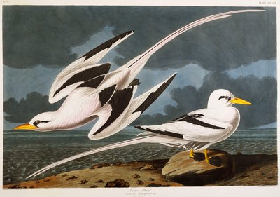 Faeton autorstwa John James Audubon