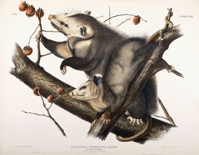 Opos Wirginii, 1845 autorstwa John James Audubon
