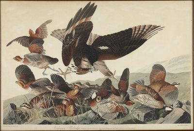 Kuropatwa wirginijska autorstwa John James Audubon