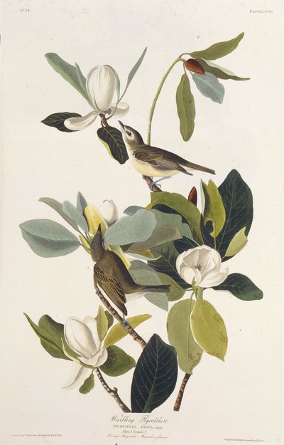 Muchołówka warbling. Z Ptaków Ameryki, 1827-1838. autorstwa John James Audubon