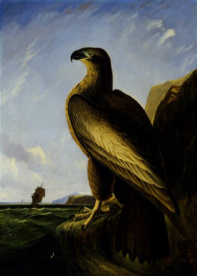 Orzeł morski z Waszyngtonu autorstwa John James Audubon