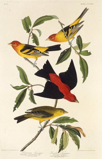 Tanager zachodni. Tanager szkarłatny. Z Ptaków Ameryki, 1827-1838. autorstwa John James Audubon