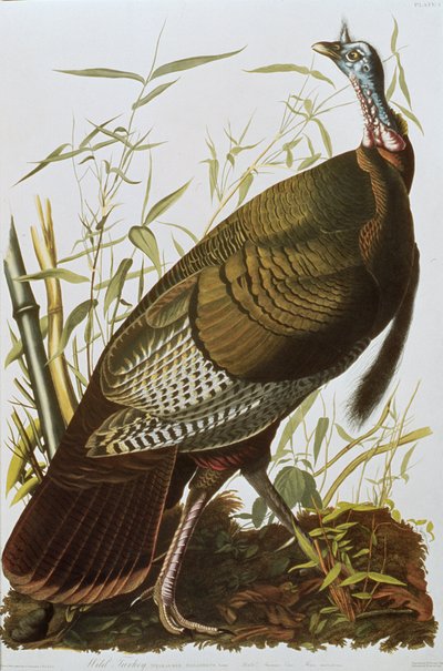 Dziki indyk, z „Birds of America”, wydana w 1829 r. autorstwa John James Audubon