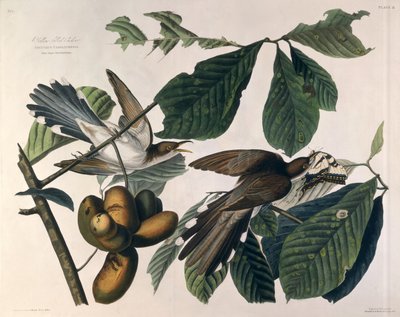 Kukułka żółtodzioba z „Birds of America”, rytowana przez William Home Lizars (1788-1859) i retuszowana przez Roberta Havella (1793-1878) 1829 autorstwa John James Audubon