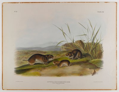 Mysz łąkowa o żółtych policzkach autorstwa John James Audubon