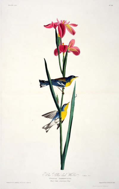 Niebieska pokrzewka żółtogrzbieta z Birds of America, grawerowana przez Roberta Havella (1793-1878) autorstwa John James after Audubon