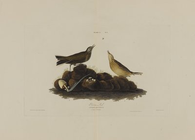 Brown Lark, z Birds of America, grawerowane przez Roberta Havella (1793-1878) autorstwa John James after Audubon