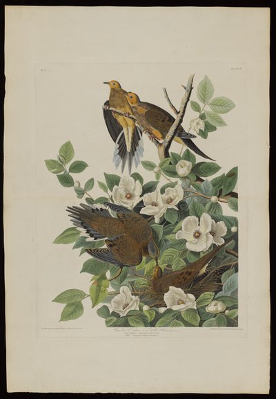 Carolina Pigeon lub Turtle Dove, z Birds of America, grawerowane przez Roberta Havella (1793-1878) autorstwa John James after Audubon