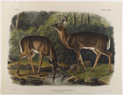 Jeleń pospolity lub Virginia, rytowany przez Johna T. Bowena (1801-c.1856) 1848 autorstwa John James after Audubon