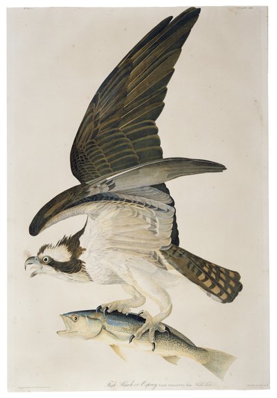 Fish Hawk lub Osprey, litografia Juliusa Biena (1826-1909), 1860 autorstwa John James after Audubon